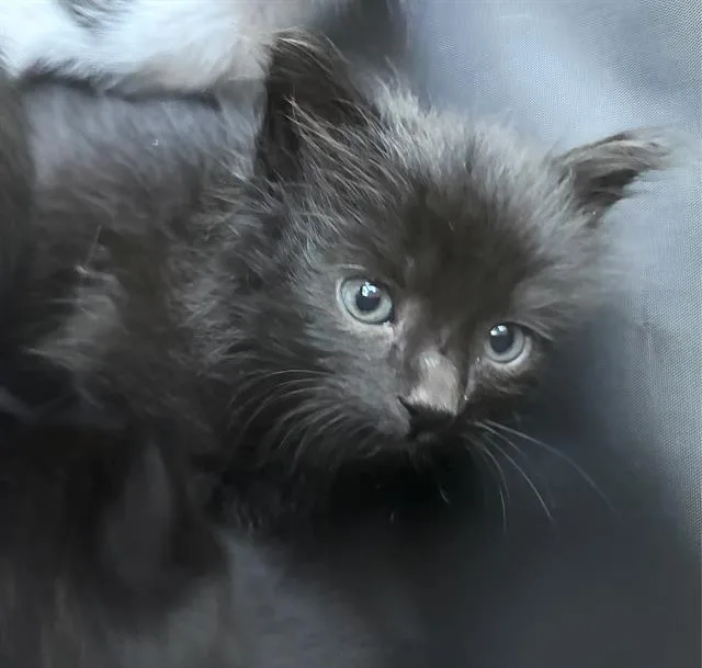 A baby small-sized male Domestic Short Hair cat named Big Void for adoption in Sacramento, CA