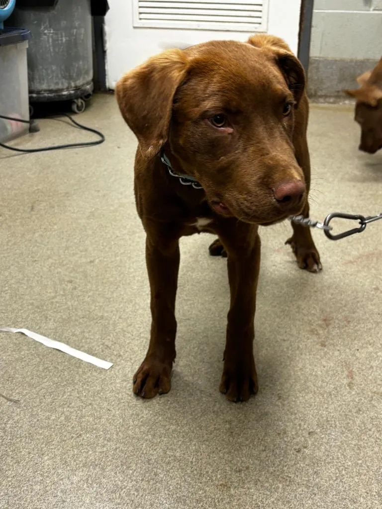 Bubbybuddy thumbnail 4