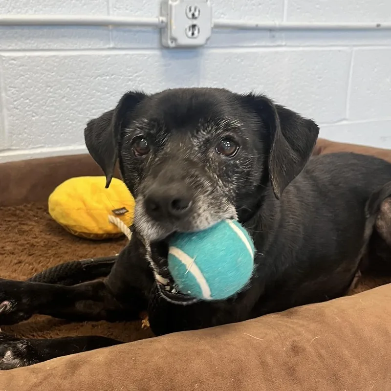 An adult medium-sized male Black Mixed Breed dog named Pumpernickel for adoption in East Hanover, NJ