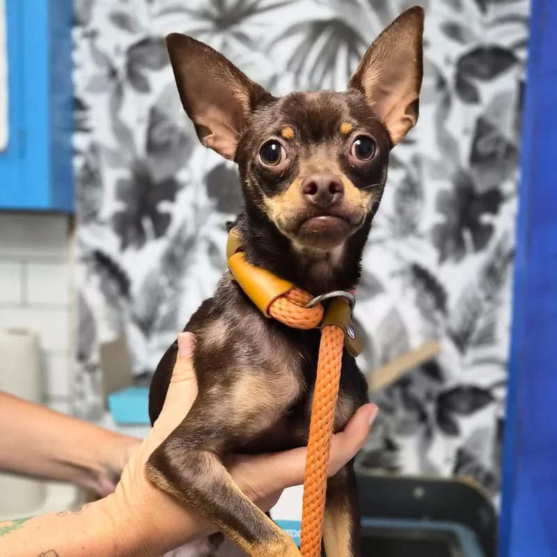 A baby small-sized male Brown / Chocolate Miniature Pinscher dog named Rusty for adoption in Wahiawa, HI