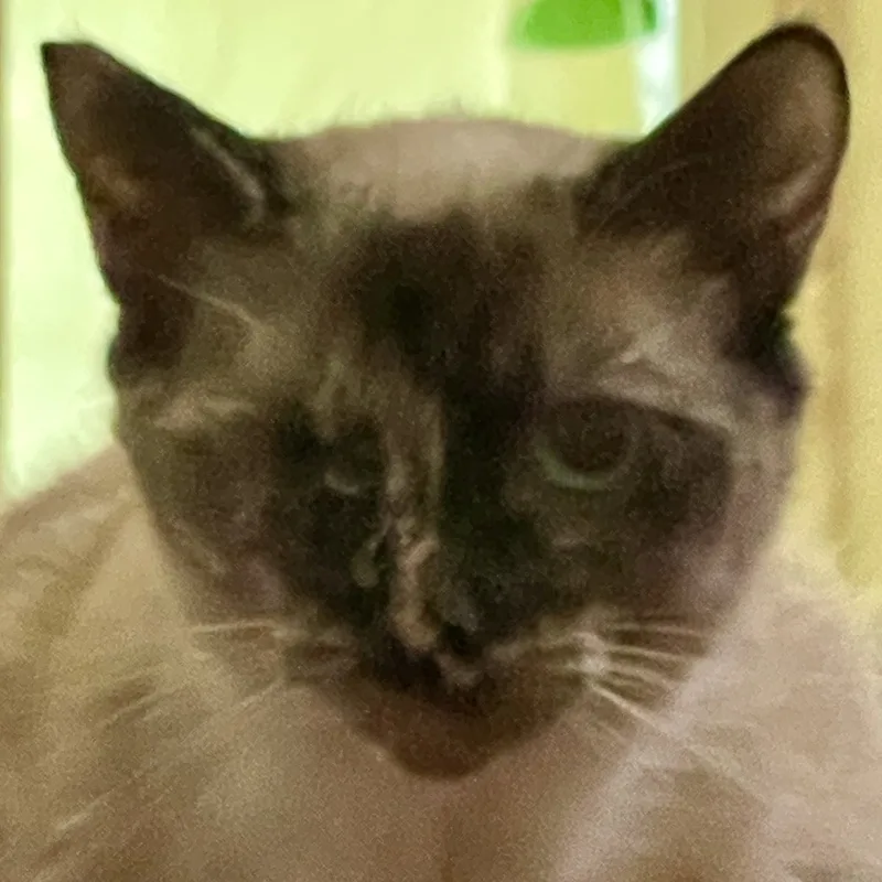 Leela