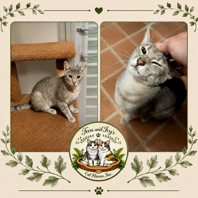 A young medium-sized male Gray / Blue / Silver Domestic Short Hair cat named Max for adoption in Opelika, AL