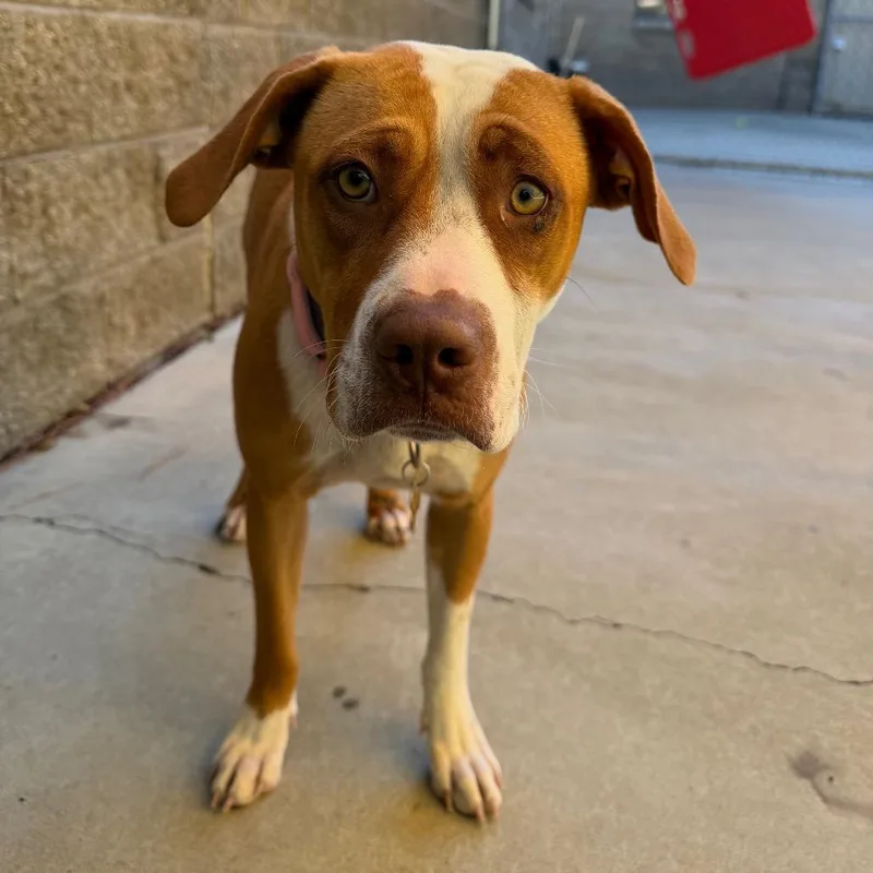 A young medium-sized female Yellow / Tan / Blond / Fawn Pit Bull Terrier dog named Boo for adoption in Durango, CO