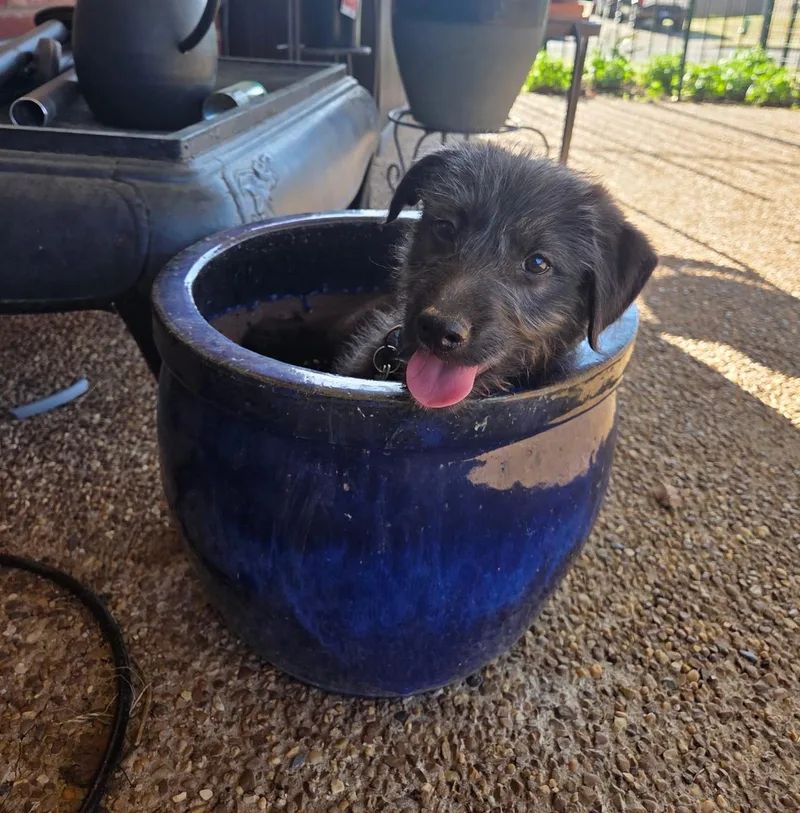 Eastwood thumbnail 3