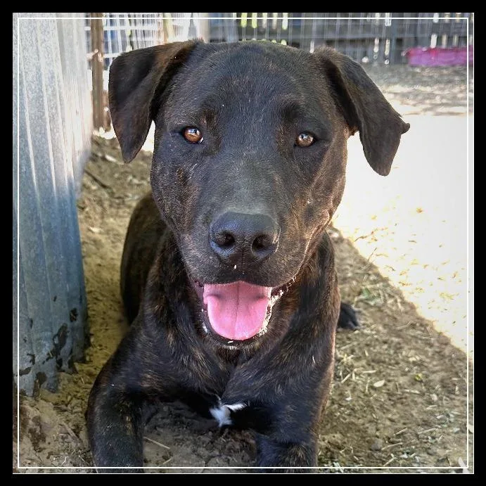 An adult medium-sized male Rottweiler dog named Zephyr for adoption in Deerfield, IL