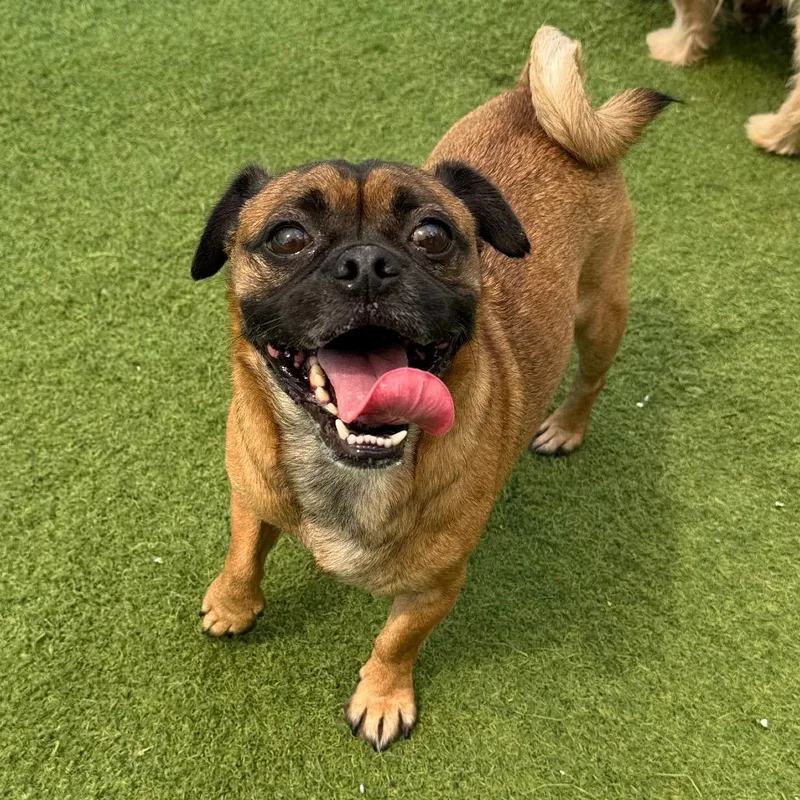 An adult small-sized male Pug dog named Chopper for adoption in LOXAHATCHEE, FL
