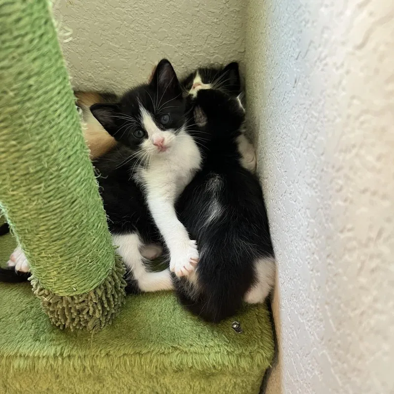 A baby small-sized male Black Domestic Short Hair cat named Scottsdale for adoption in Austin, TX