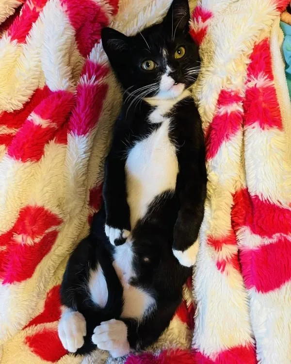 A baby small-sized female Domestic Short Hair cat named Chalice for adoption in Novato, CA
