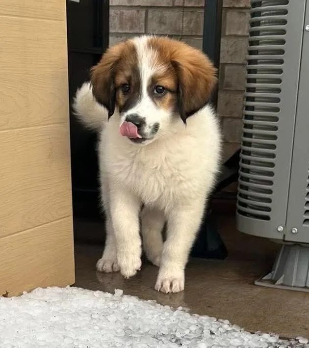 A baby large-sized female White / Cream Great Pyrenees dog named Strawberry for adoption in Kiowa, OK