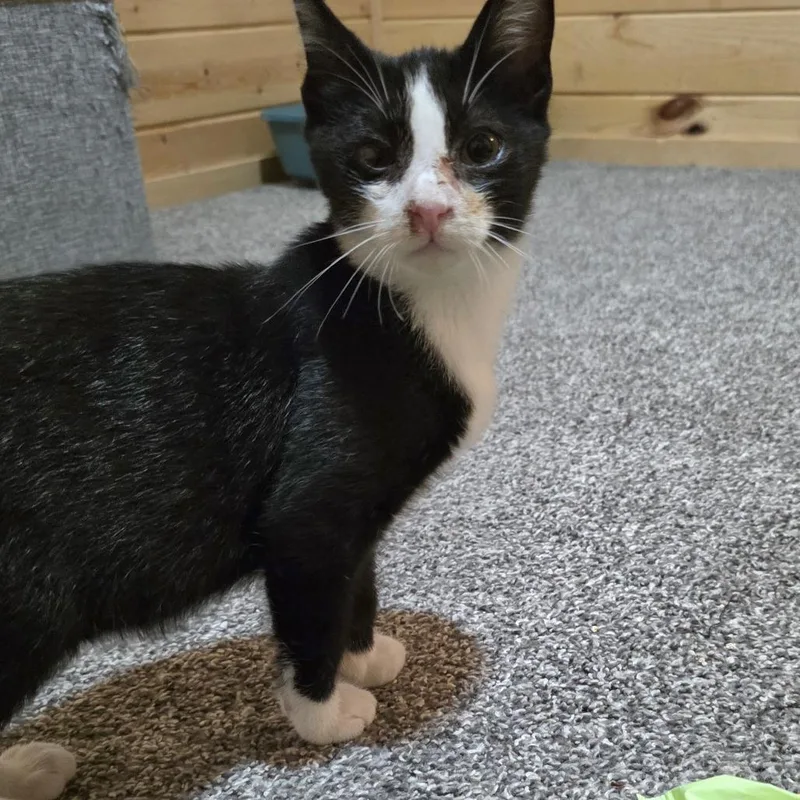 A baby medium-sized male Black Domestic Short Hair cat named Longfellow C for adoption in Princeton, MN