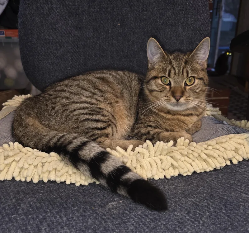 A baby small-sized male Tabby (Gray / Blue / Silver) Domestic Short Hair cat named Stormy for adoption in Silverton, OR