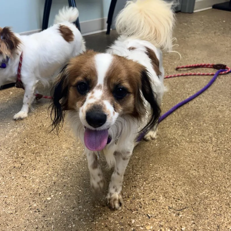 A young small-sized male Red / Chestnut / Orange Mixed Breed dog named Kenny Rogers for adoption in Skokie, IL