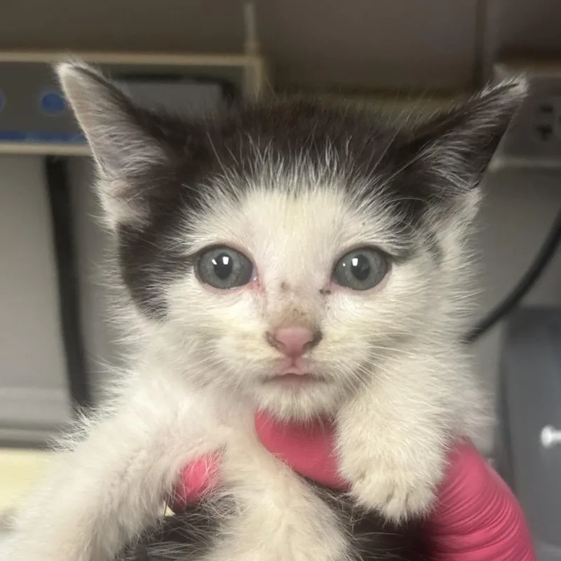 A baby small-sized male White Domestic Short Hair cat named Campfire for adoption in Greenville, SC