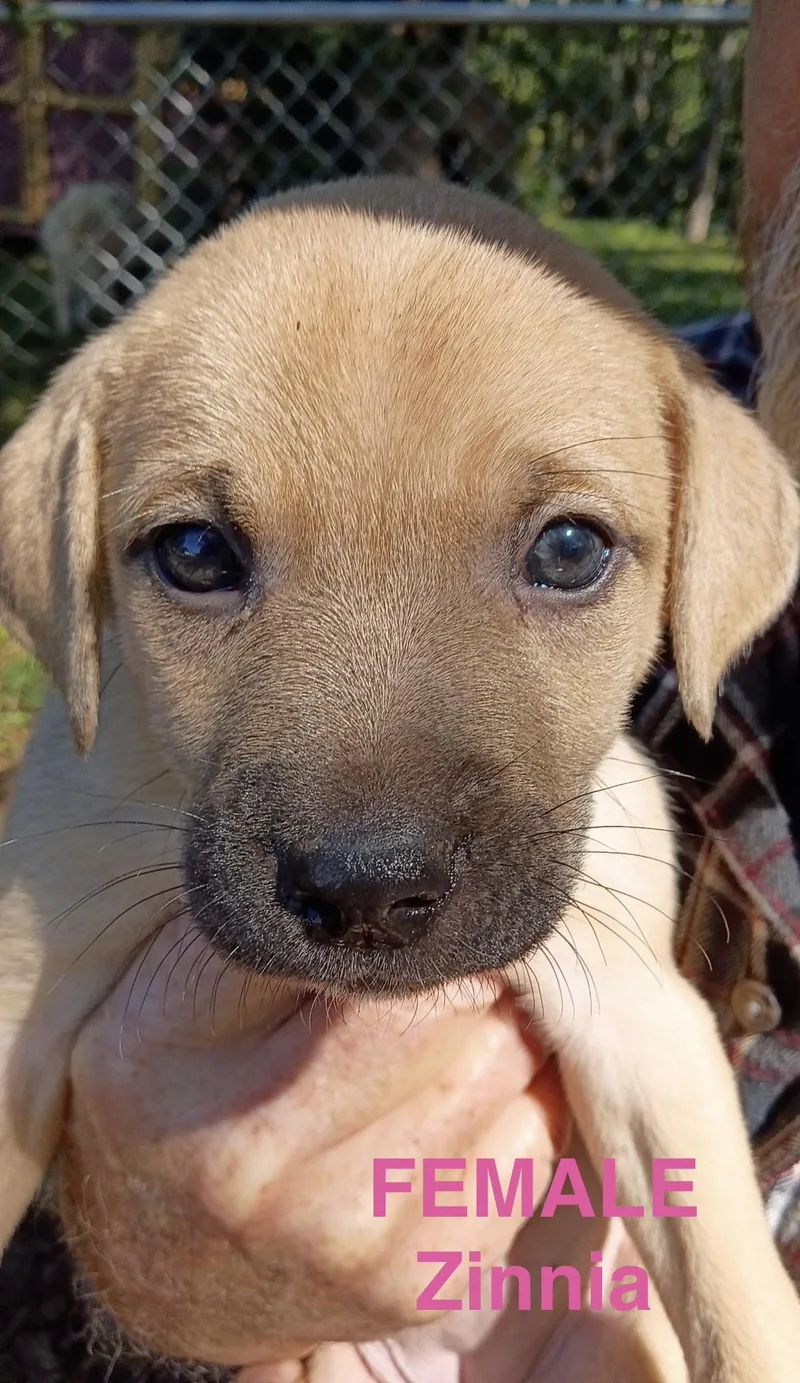 A baby medium-sized female Shepherd dog named Zinnia for adoption in Stuart, VA