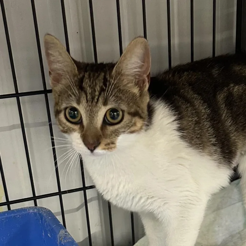 An adult small-sized female Domestic Short Hair cat named Taylon for adoption in Corbin, KY