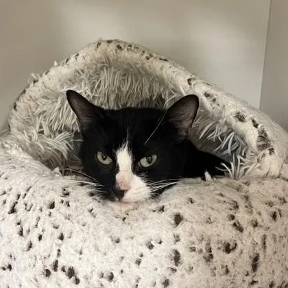 An adult small-sized female Black & White / Tuxedo Domestic Short Hair cat named Leviosa for adoption in Phoenixville, PA