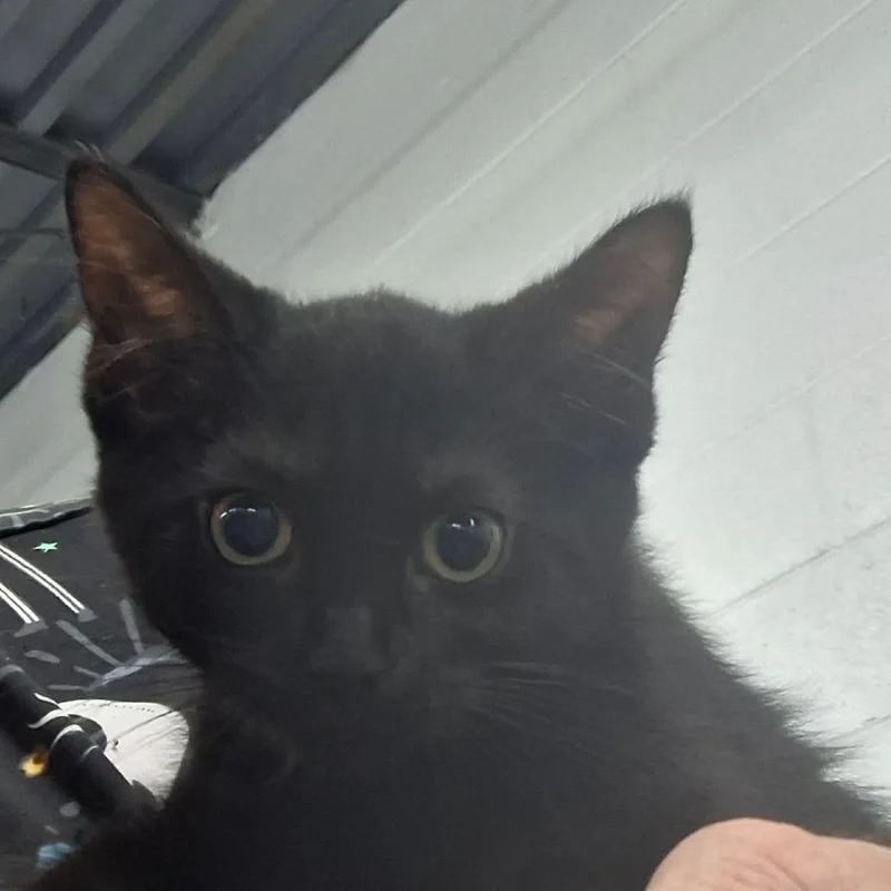 A baby small-sized female Domestic Short Hair cat named Molly for adoption in Zanesville, OH