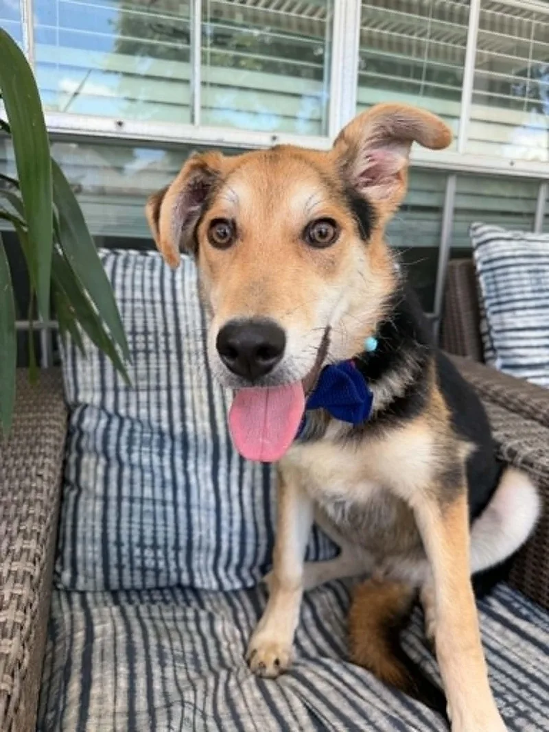 A baby medium-sized male German Shepherd Dog dog named Ozzwald for adoption in Houston, TX