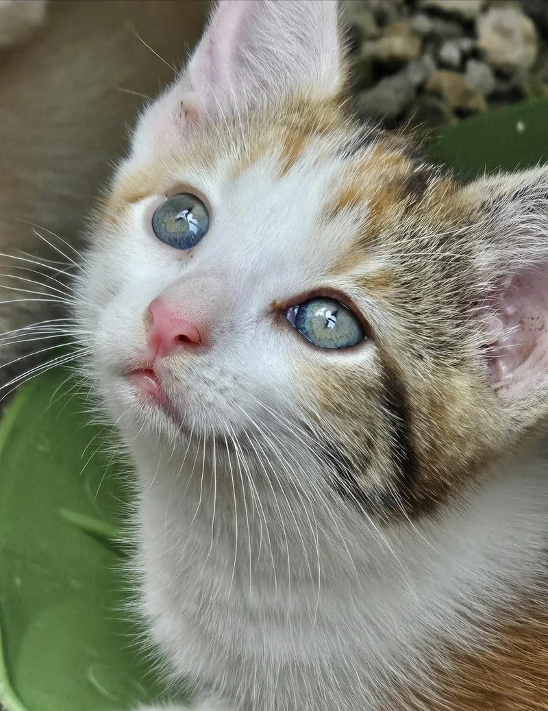 A baby small-sized female Calico Domestic Short Hair cat named Annabelle for adoption in Maineville, OH