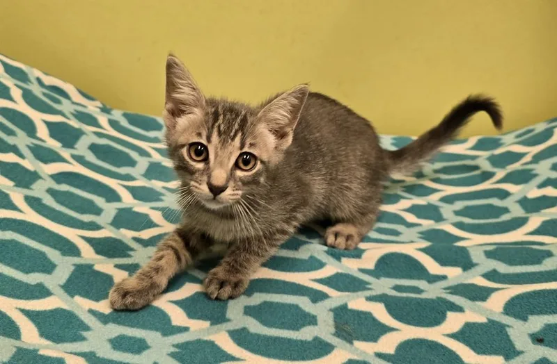 A baby small-sized male Domestic Short Hair cat named Chives for adoption in Dickson, TN