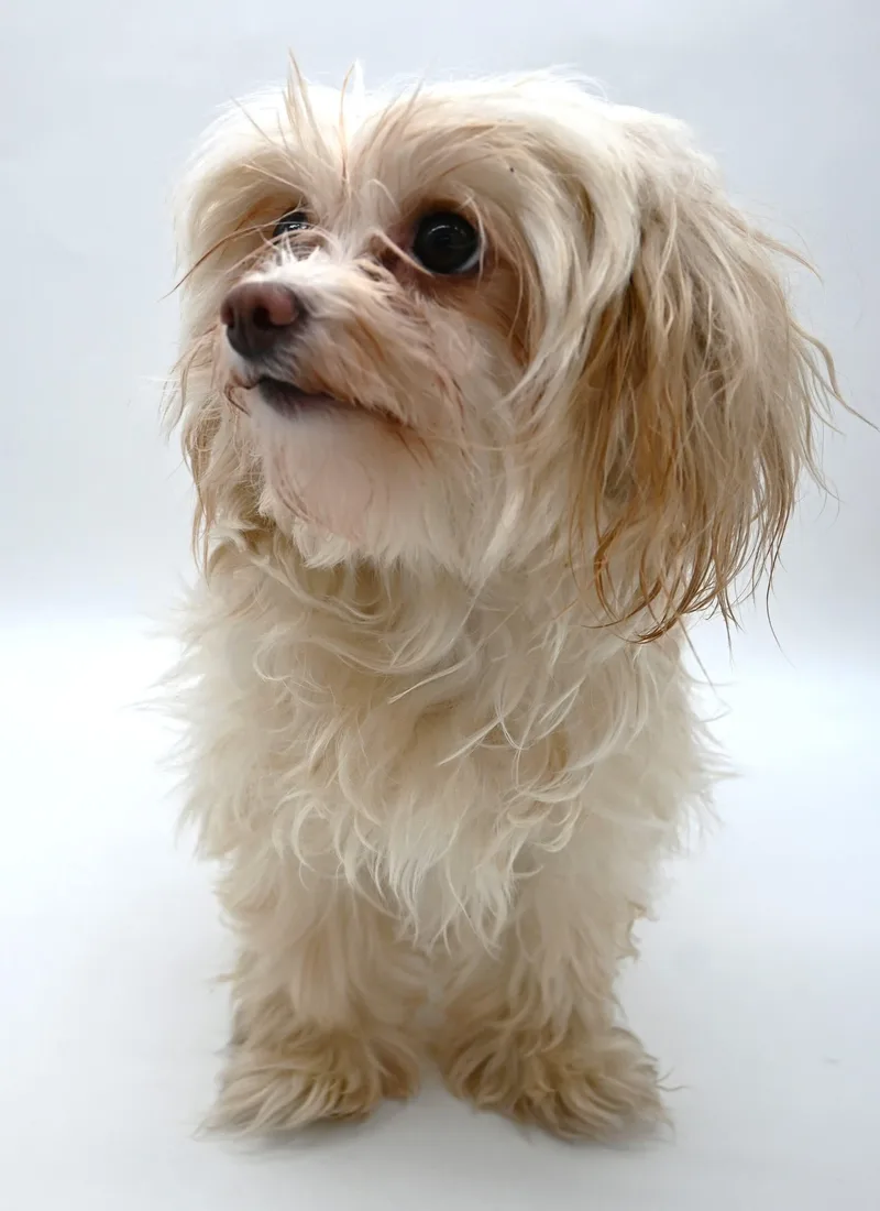 An adult small-sized female Maltese dog named Zilly for adoption in Mobile, AL