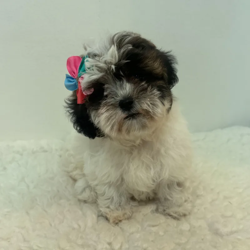 A baby small-sized female White / Cream Shih poo dog named Cookie for adoption in Wrightstown, NJ