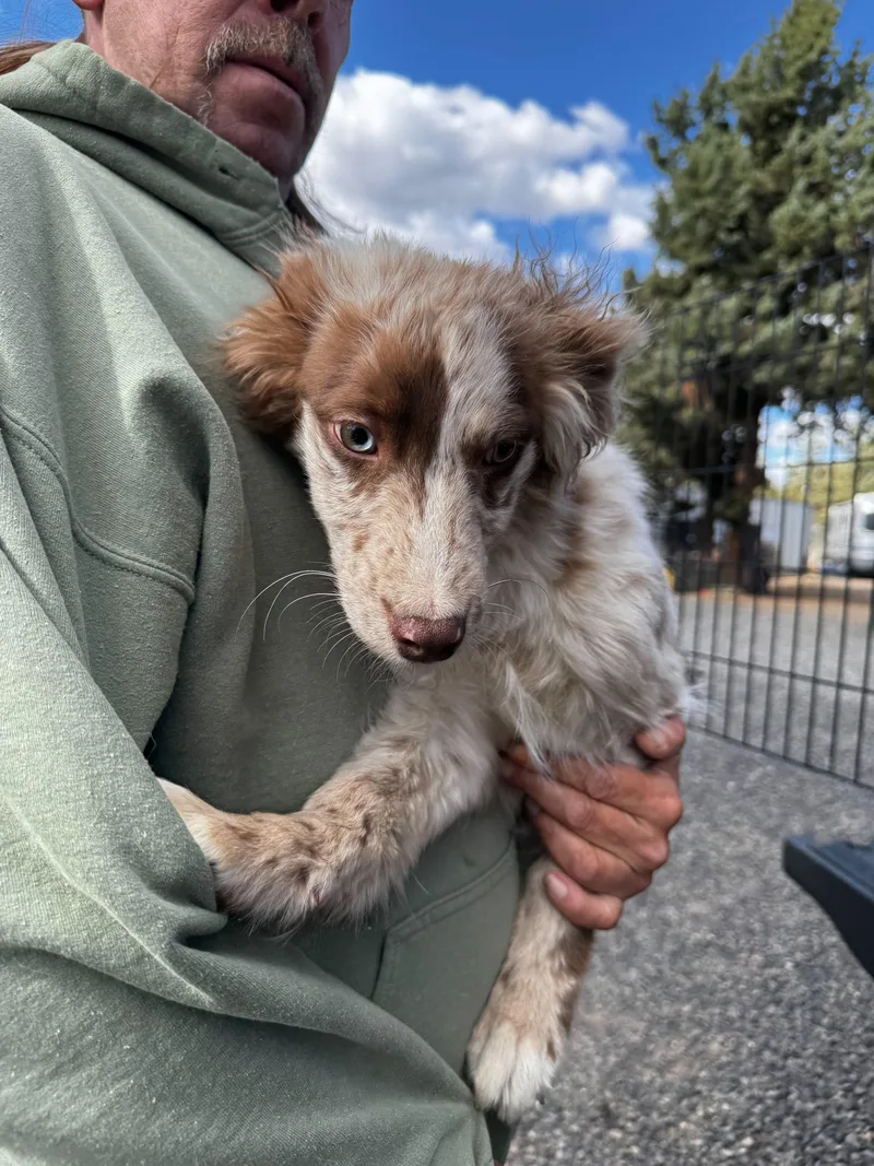 A baby medium-sized male Border Collie dog named Border Collie Mix Puppies for adoption in Bend, OR