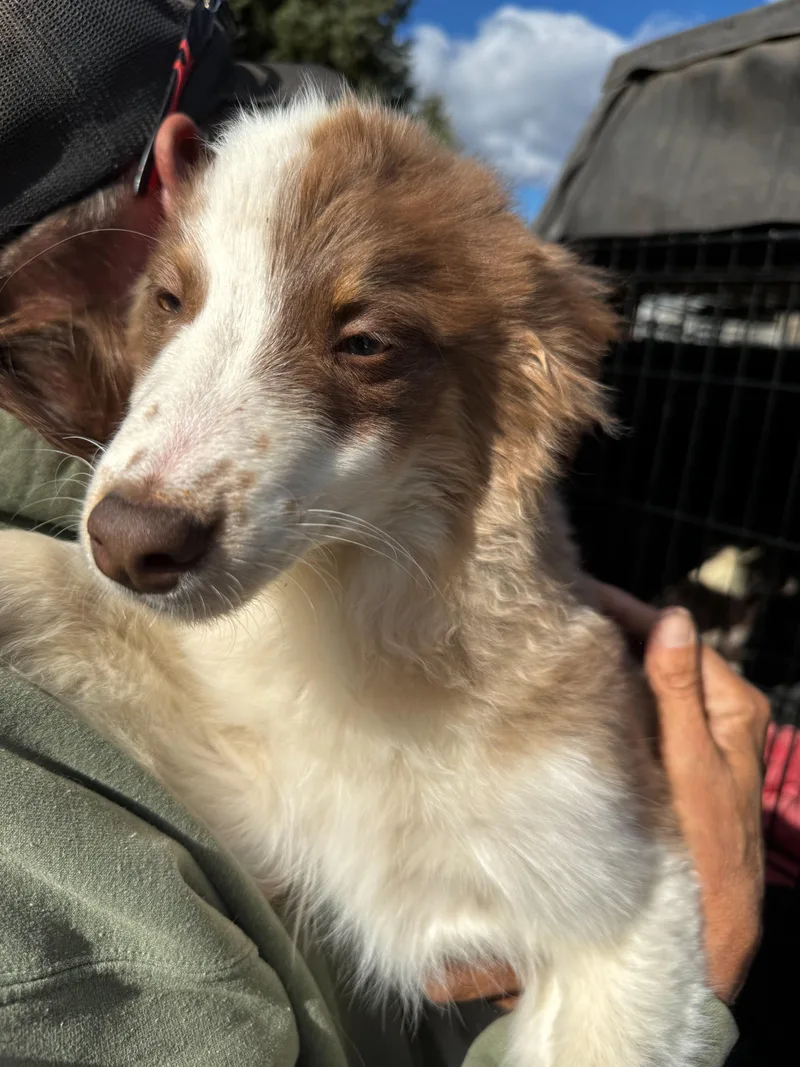 Border Collie Mix Puppies thumbnail 2