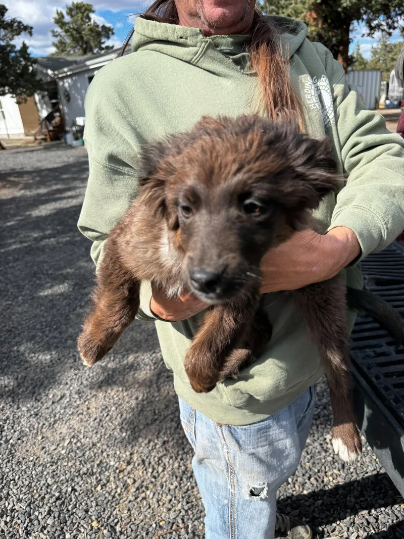 Border Collie Mix Puppies thumbnail 3