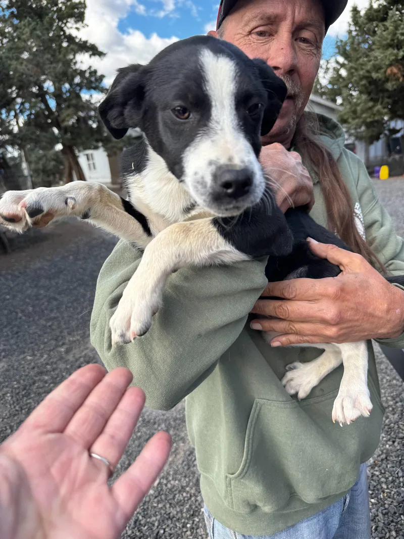 Border Collie Mix Puppies thumbnail 4