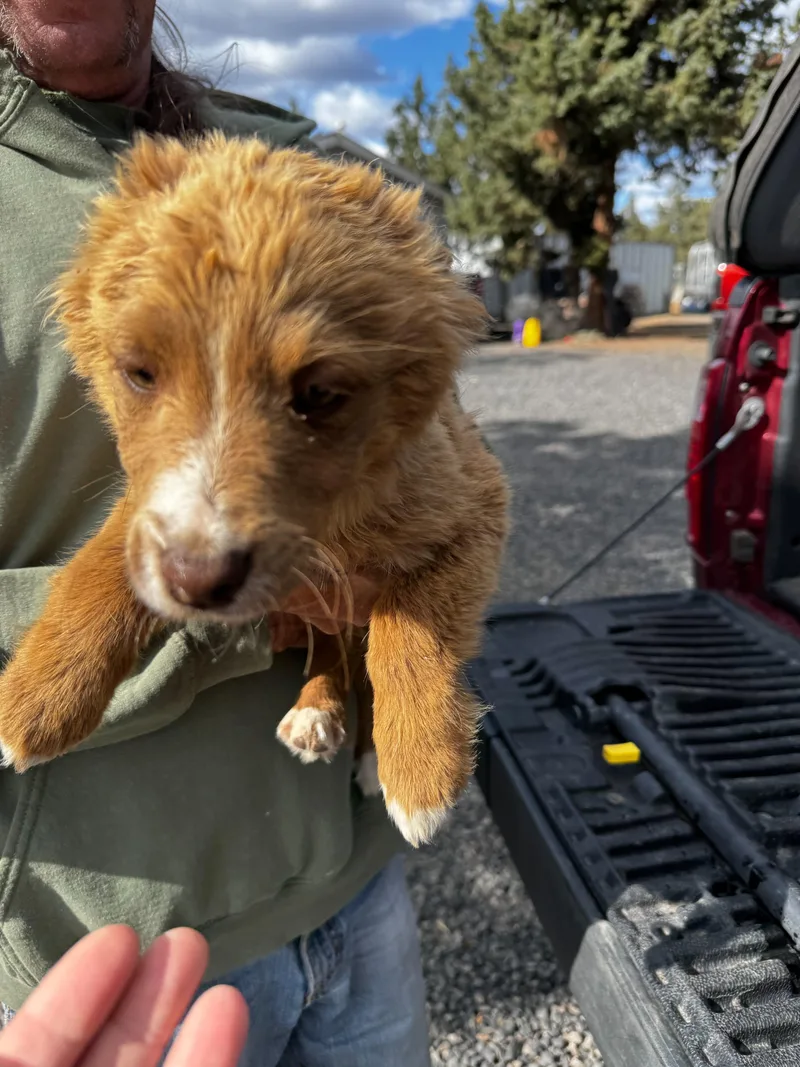 Border Collie Mix Puppies thumbnail 5