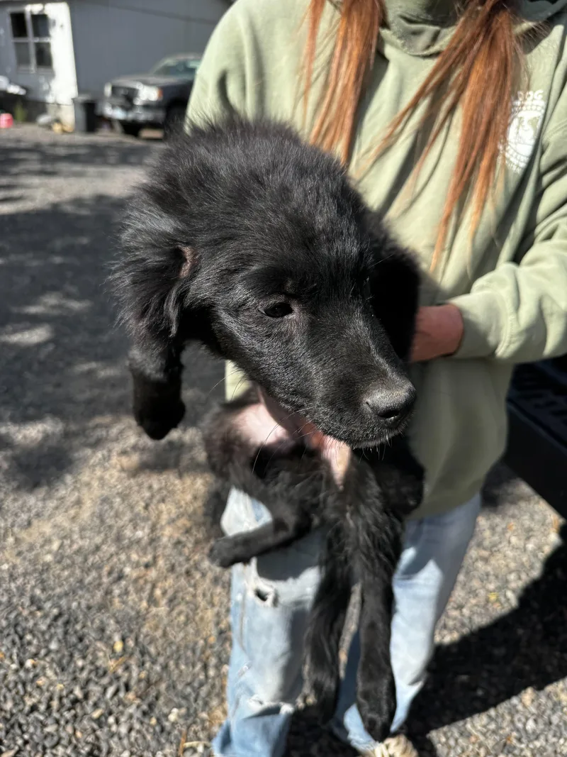 Border Collie Mix Puppies thumbnail 6