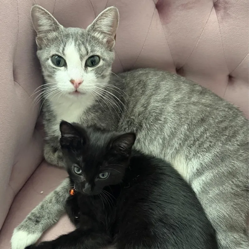 A young medium-sized female Gray / Blue / Silver Domestic Short Hair cat named Sheriq for adoption in Wheeling, IL