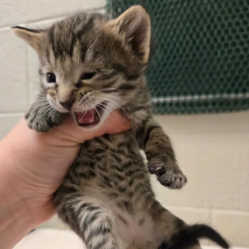 A baby small-sized male Brown / Chocolate Domestic Short Hair cat named Tabberino for adoption in South Elgin, IL