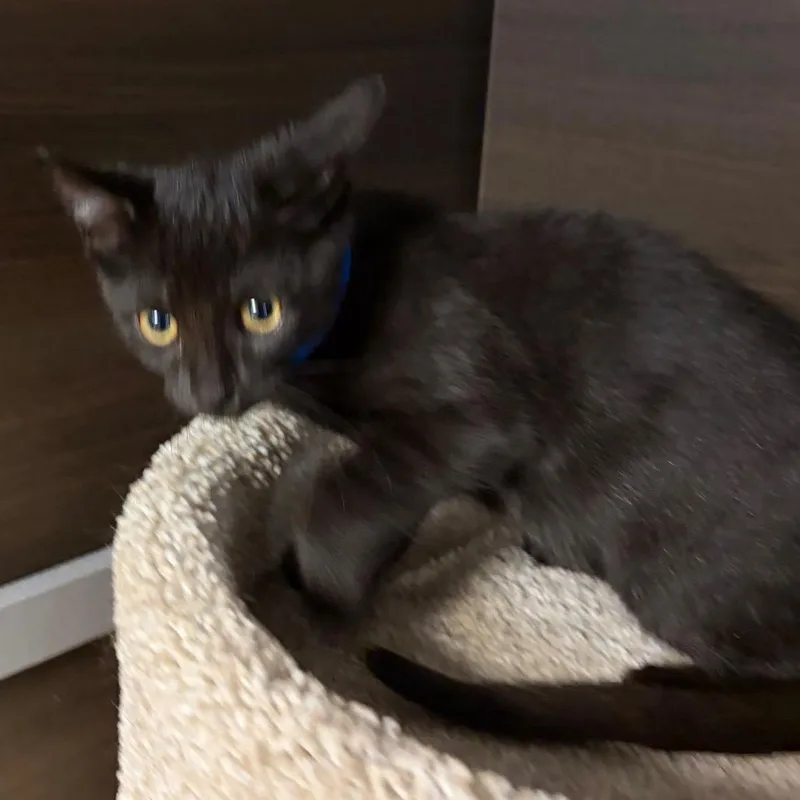 A baby small-sized male Black Domestic Short Hair cat named Ash for adoption in Hamburg, NY