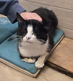 An adult medium-sized male Tuxedo cat named Butterbean for adoption in Raleigh, NC