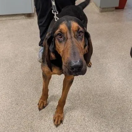 An adult large-sized male Brown / Chocolate Mixed Breed dog named Renaldo for adoption in Jacksonville, FL
