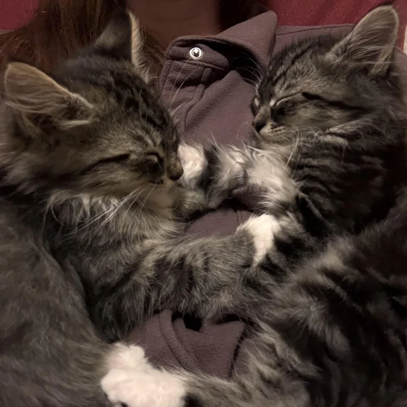 A baby medium-sized male Gray / Blue / Silver Domestic Medium Hair cat named Bandit for adoption in Maple Valley, WA