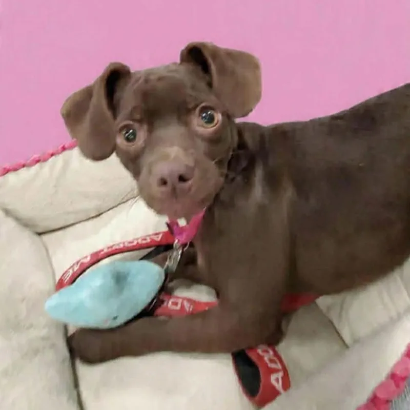 Oriana Christie thumbnail 4