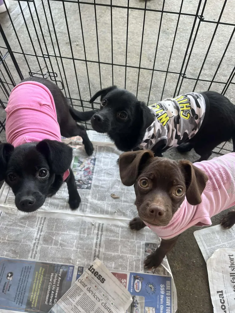 Oriana Christie thumbnail 5