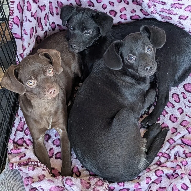 Oriana Christie thumbnail 6