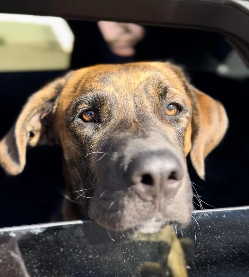 A young large-sized male Mastiff dog named Twix for adoption in Palm desert, CA