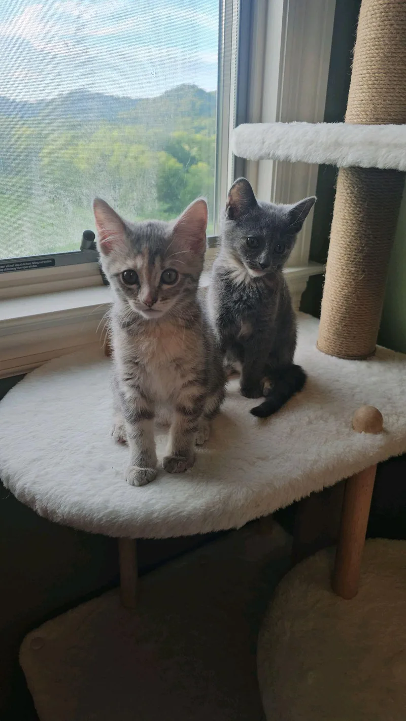 A baby medium-sized female Dilute Calico Domestic Medium Hair cat named Chica for adoption in Murfreesboro, TN