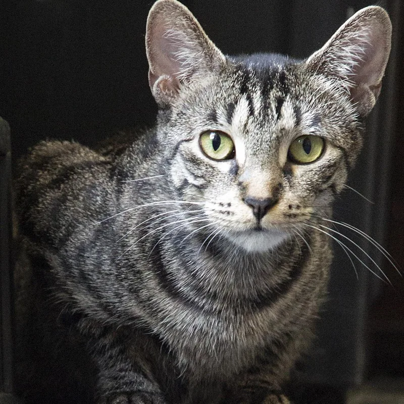 An adult medium-sized female Tabby (Gray / Blue / Silver) Domestic Short Hair cat named Laurel Oak for adoption in Chicago, IL