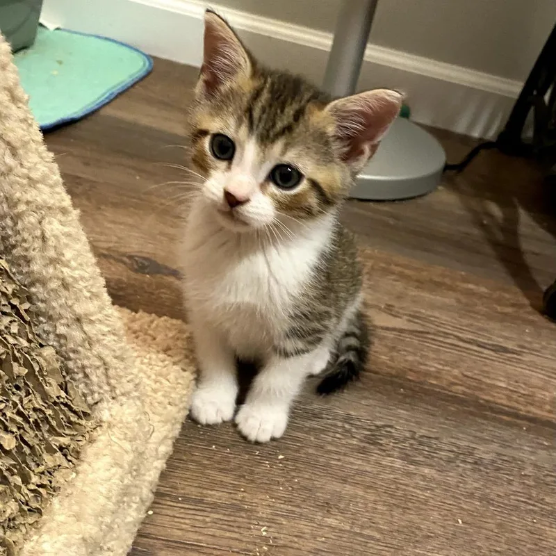 A baby small-sized male White Domestic Short Hair cat named Crowley for adoption in Walnut Cove, NC