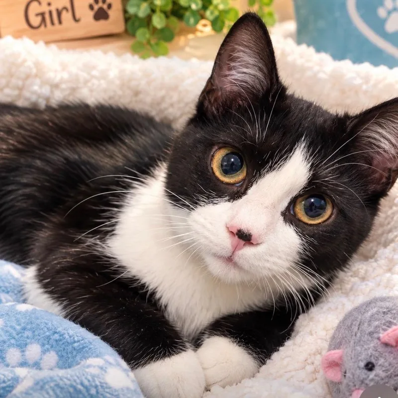 A baby medium-sized female Black & White / Tuxedo Domestic Short Hair cat named Mittens for adoption in Richmond, VA
