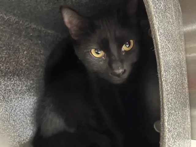 A young medium-sized female Domestic Short Hair cat named Blaise for adoption in Colorado Springs, CO