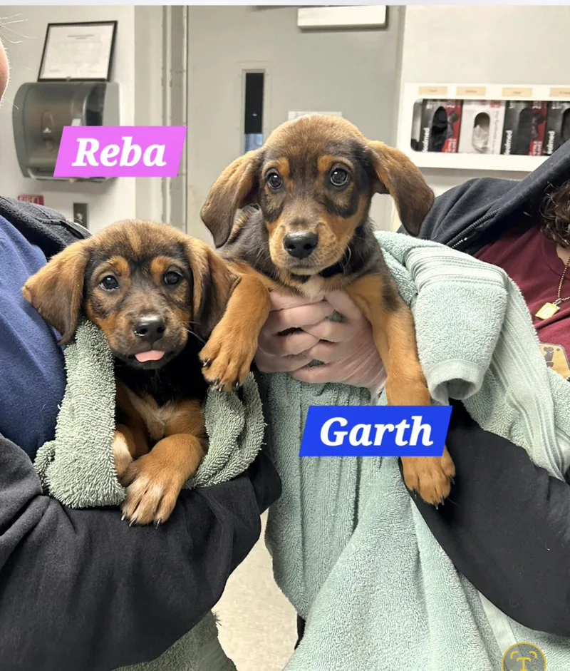 Garth thumbnail 5