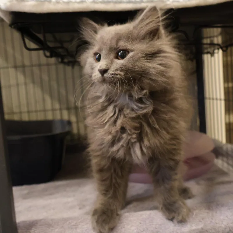 A baby small-sized female Gray / Blue / Silver Domestic Short Hair cat named Dove for adoption in Saint Charles, MO