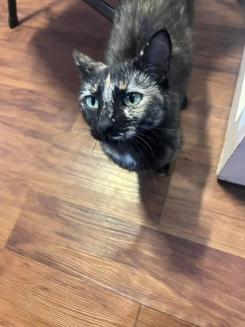 A young medium-sized female Tortoiseshell Domestic Short Hair cat named Brioche for adoption in Morgantown, WV